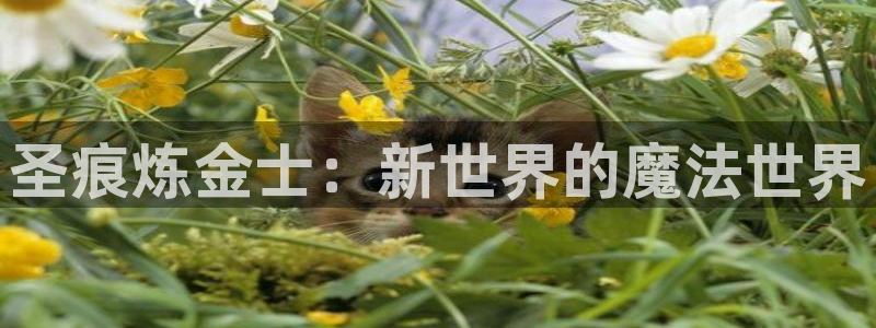 里番动漫网有哪些：圣痕炼金士：新世界的魔法世界
